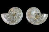 Bargain, Cut & Polished Ammonite Fossil - Madagascar #148050-1